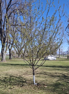 A tree planted in memory of Karen by the Daly Mansion